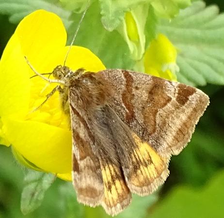 Réf. 205 427 : Euclidia glyphica